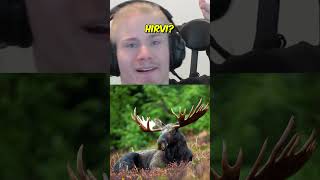 Miltä Kuulostaa Hirvi?