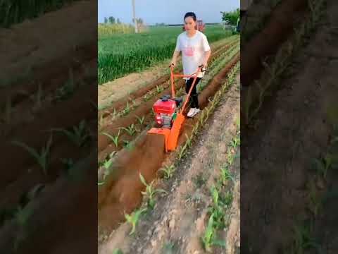Video: Tillers On Corn - Tietoja maissinvarsien imeskelyistä