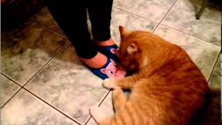 Fat red cat attacks