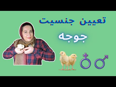 تعیین جنسیت جوجه ها جوجه مرغ و جوجه خروس و تعیین جنسیت عملی