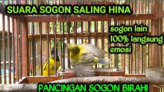 SOGON BIRAHI NRECET ,|| chim ruồi