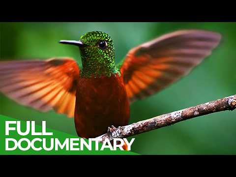 Wild Winners | Episode 2: Freaky Feathers