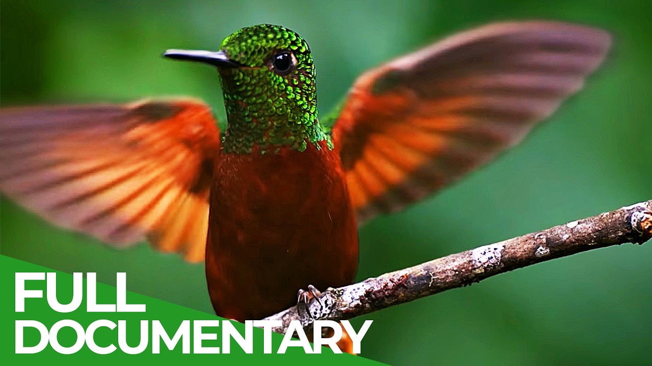 Wild Winners | Episode 2: Freaky Feathers (2025)