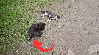 The black kitten with an injured hind leg sits helplessly by his deceased brother, guarding him.