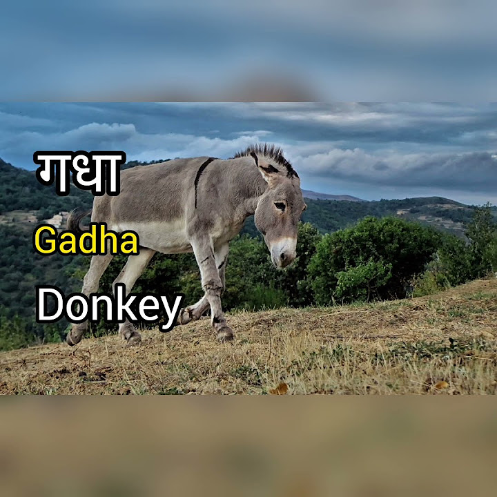 DONKEY MEANING IN HINDI WITH PICTURE AND SOUND GADHA MATLAB KYA HAI donkey-meaning-in-hindi-with-picture-and-sound-gadha-matlab-kya-hai