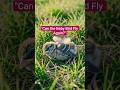 "Can the Baby Bird Fly Again?" #shortvideo #shorts #trending #babybird #viralshorts