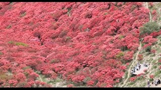 一目百万本！　葛城山のツツジ