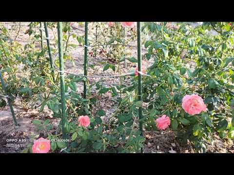 Summer Fireworks Rose
