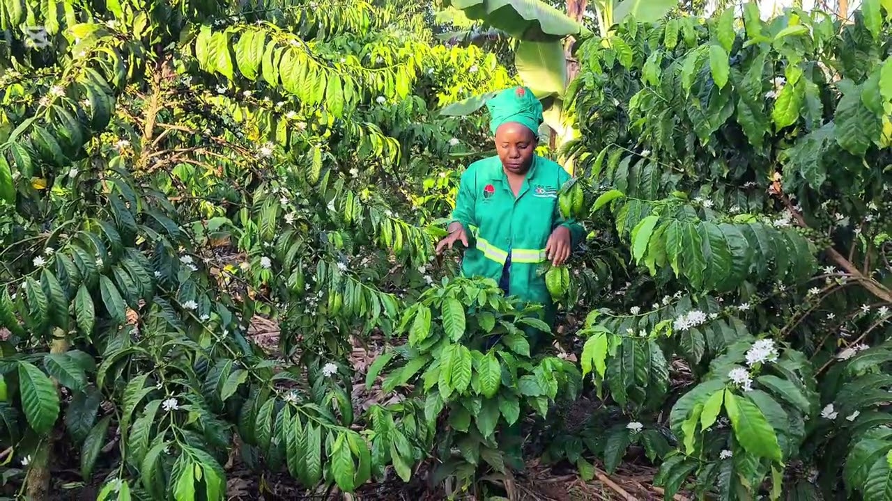 Which nozzle is recommended for CP 15 spray pump