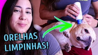 Cães hidrocortisona para é de segura orelhas