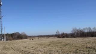 Briard training with sheep by Joanna Dadej 125 views 7 years ago 5 minutes, 10 seconds