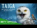 TAIGA The Frozen Heartbeat Of Our Planet BBTV Official Wildlife Documentary TAIGA The Frozen Heartbeat Of Our Planet BBTV Official Wildlife Documentary