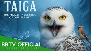 TAIGA | The Frozen Heartbeat of Our Planet | BBTV Official | Wildlife Documentary
