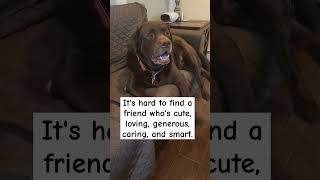Advice..#doglover #dog #cute #funny #labradorretriever #viral