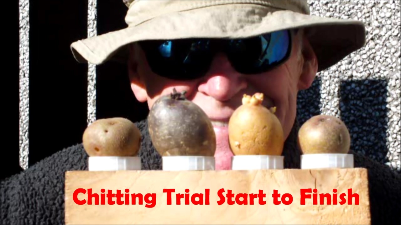 Best Potato 'Chitting' Trial.  Warm or Cold Dark or Light Best Combination Trial Start to Finish.