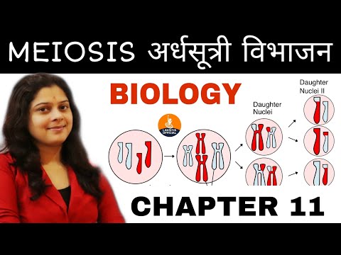 Biology | Meiosis |अर्धसूत्री विभाजन | Chapter 11