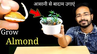 How to Easily grow Almond tree from seeds | आसानी से बादाम उगाएं