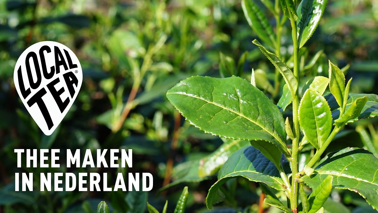 LocalTea | Thee van Nederlandse bodem