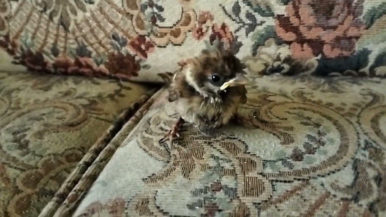 burung kehilangan induk, diincar si kukun...