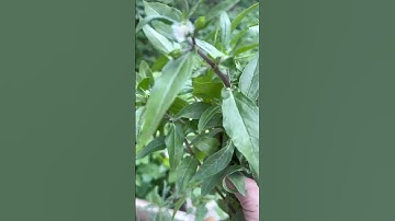 Mẹo chữa bệnh hay từ cây cỏ mực