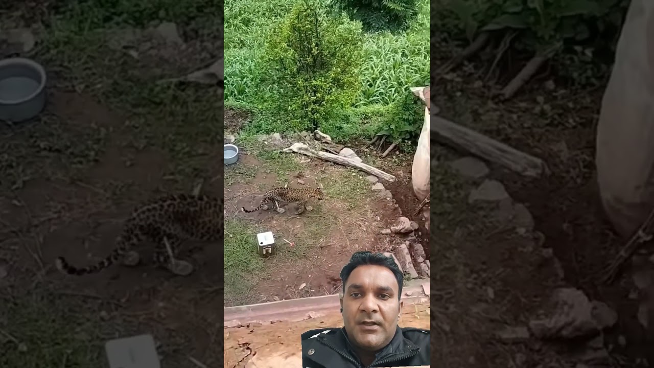 Live Leopard Rescued ||