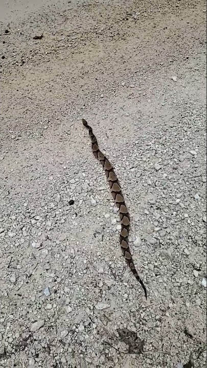 Big Copperhead snake