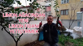 Bir Limon Ağacından İki Limon Fidanı Yetiştirmek