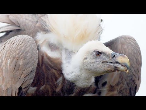 ГРИФ - птица
