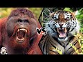 Orangutan vs Tiger – Who Would Win a Fight?