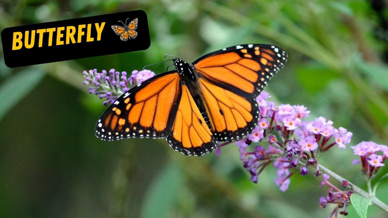 The Most Beautiful Butterflies butterfly butterfly effect butterfly