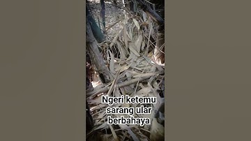 ketemu sarang ular piton