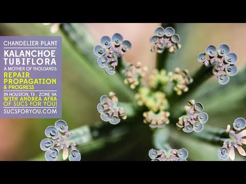 تصویری: مراقبت از گیاه لوستر - نحوه رشد Kalanchoe Delagoensis