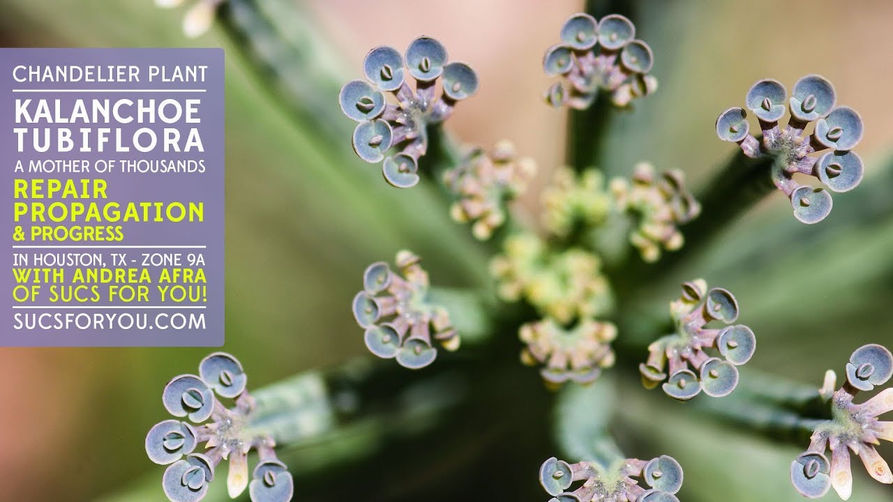 Kalanchoe tubiflora 'Chandelier Plant' repair, propagation, progress