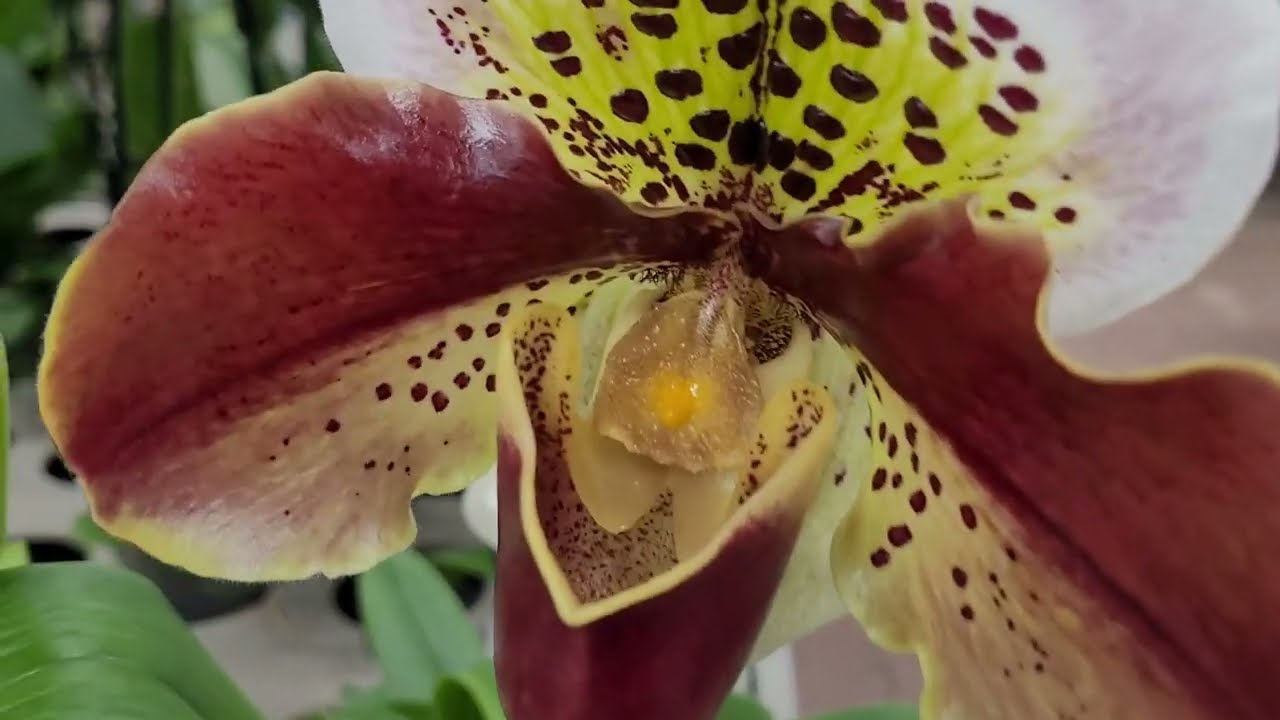 Harika çiçeklerden bir tur