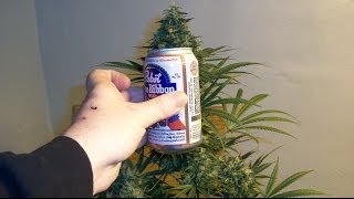 April 2nd Growing with Mr. Tight Tribute and Flower Room Update