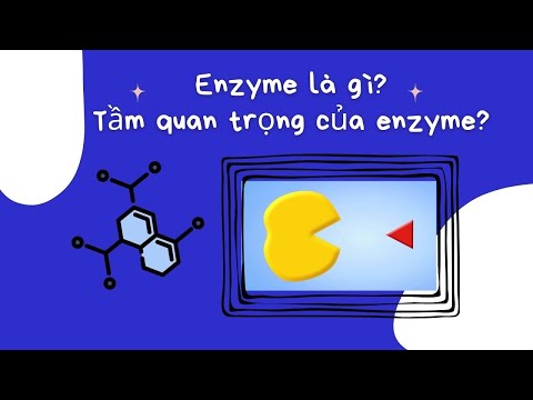 Video Enzyme là gì? Enzyme hoạt động như thế nào? Tầm quan... - youtube