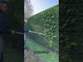 Hedge barber ✂️🍃 #garden #shortvideo #asmr #satisfying #landscape #gardening #stihl #shortviral