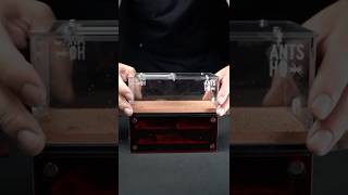 The Myrmeco I Ant Nest. A Perfect Home For Your New Ant Colony. Browse More At Antshq.co.uk