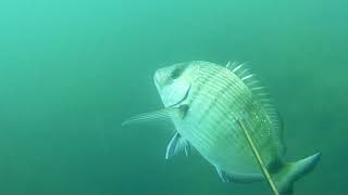Beuchat Hero 80 test in the water