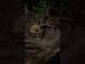 Gece safarisinde daha önce hiç görmediğim bir canlı  #night safari #singapur #animals #newanimals