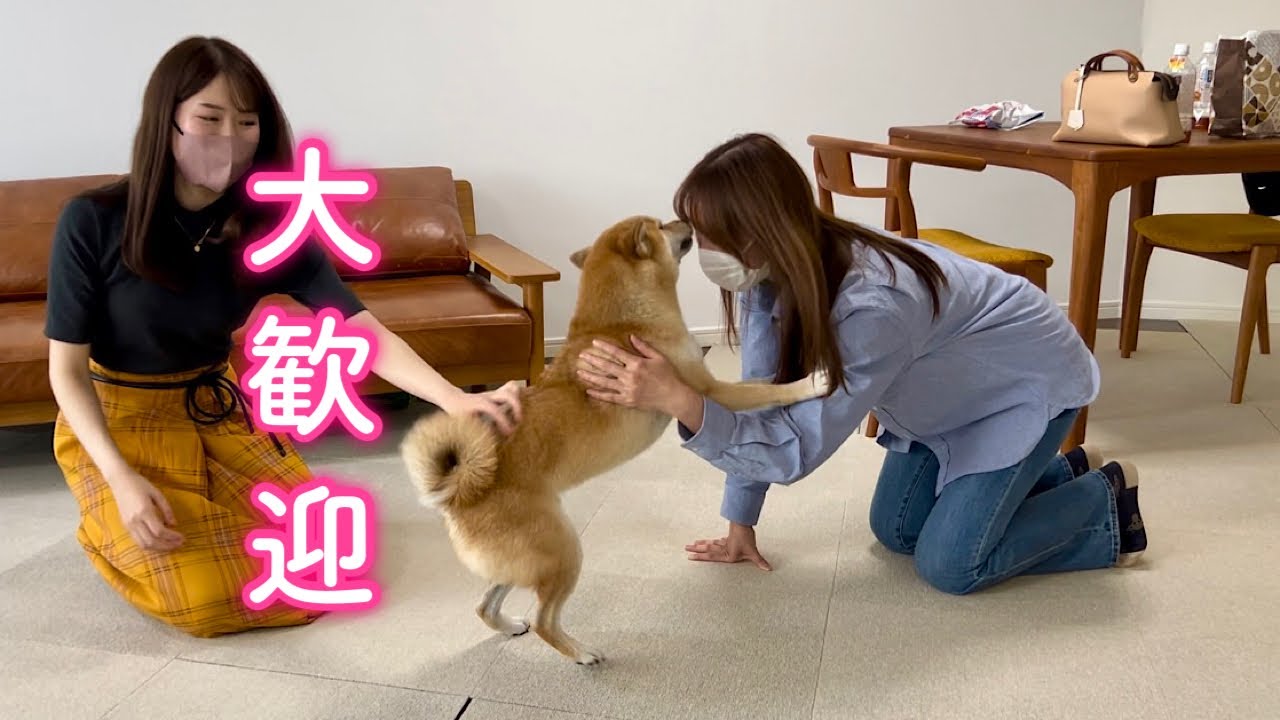 This adorable Shiba Inu is so happy at their sudden reunion that