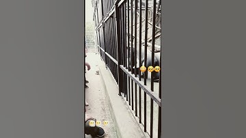#dog #dogshorts #dogattacks #doglife #zoo #help #blowup
