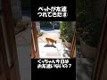 ペットの柴犬がお友達を連れてきた⑧