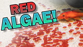 Get Rid of Coralline Red Algae in Freshwater Aquariums | How I Eliminated it from One Tank!