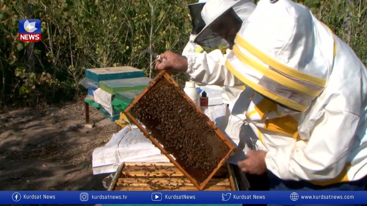 ئامادەكردنی هەنگ  بۆ وەرزی سەرما و زستان