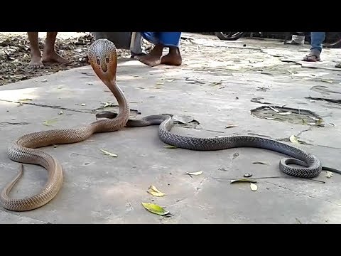 इच्छाधारी नाग नागिन सामने आये - वास के समय निकलते है ये बाहर | Naagshakti | Naagmani | Ichchadhari