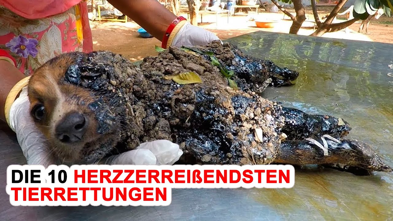 Die 10 Herzzerreißendsten Tierrettungen