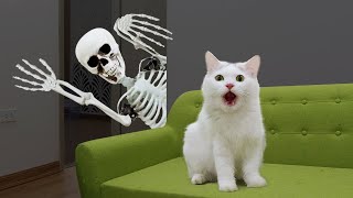 Funny Cats vs Skeleton