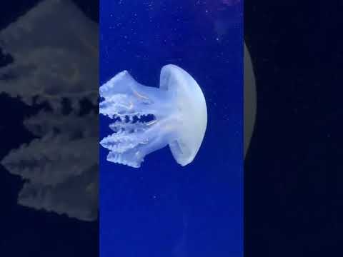 Jellyfish Dubai Aquarium & Underwater Zoo