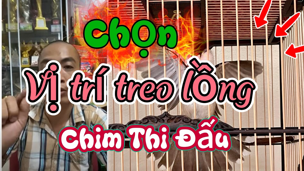 Móc Chim Chào Mào ở vị trí nào trên giàn để thi đấu hiệu quả nhất